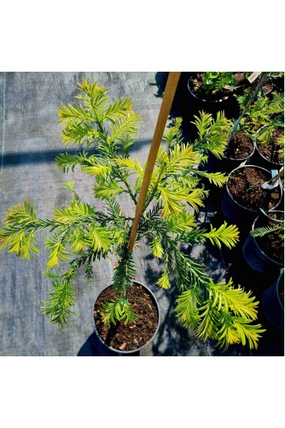 Секвоя вічнозелена - 3л/вис.40-60см/Ø15-25см